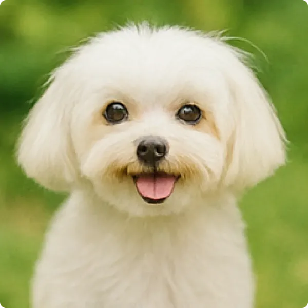 わたあめって名前の犬の画像