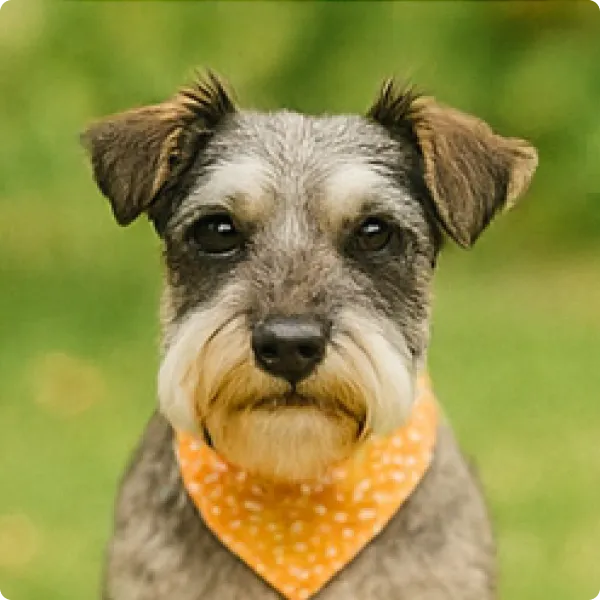 おすしって名前の犬の画像