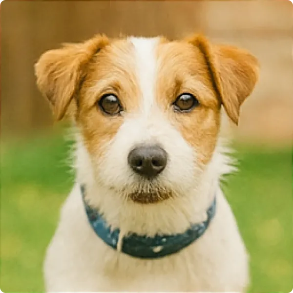 ぐみって名前の犬の画像