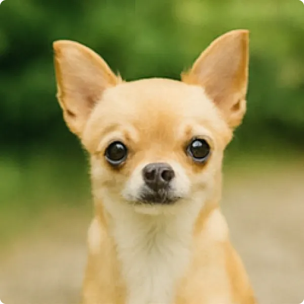 もんじゃって名前の犬の画像