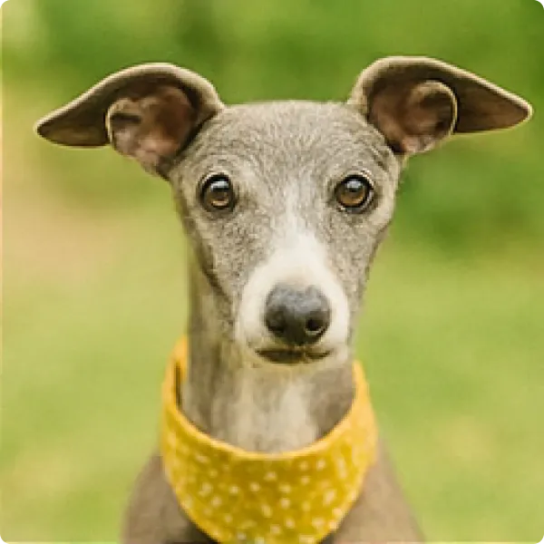 ねぎとろって名前の犬の画像